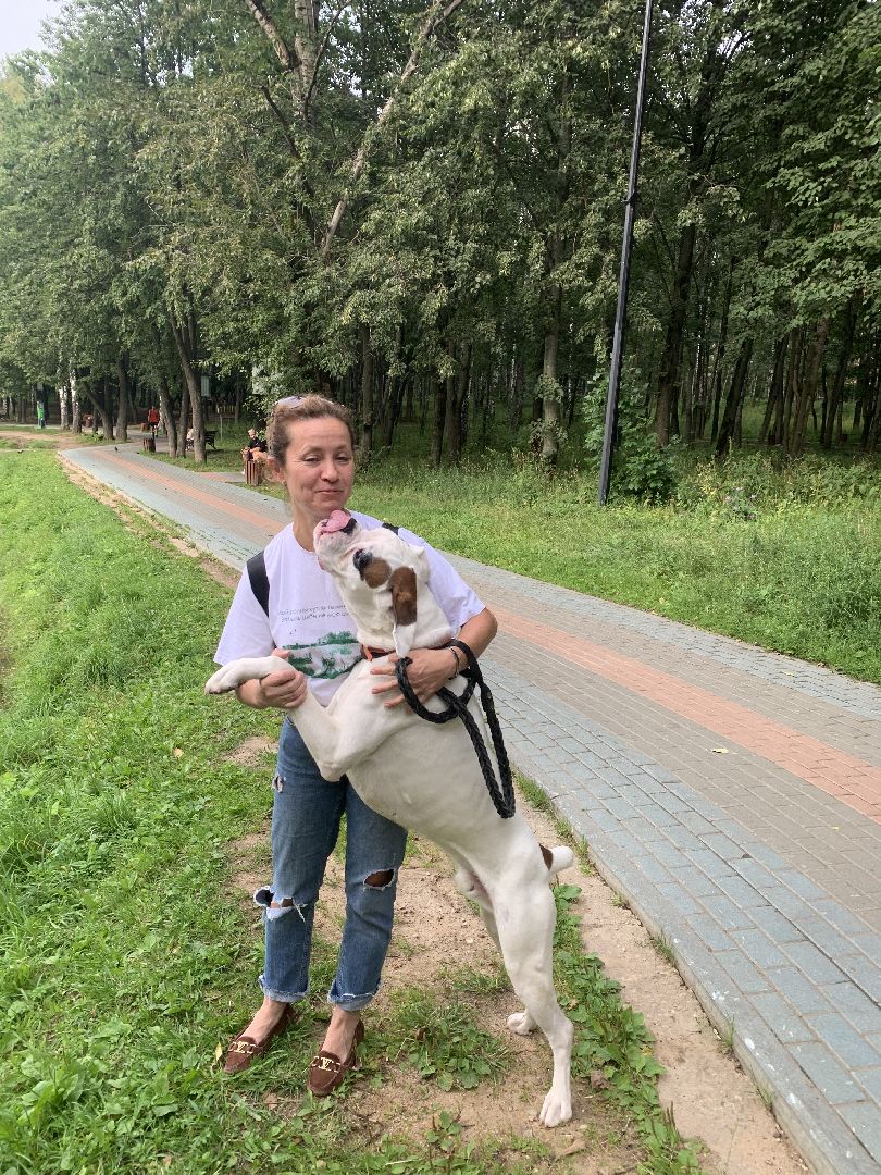 Собаки, Белаз, дрессировка, кинолог,немецкий боксер, Красногорск