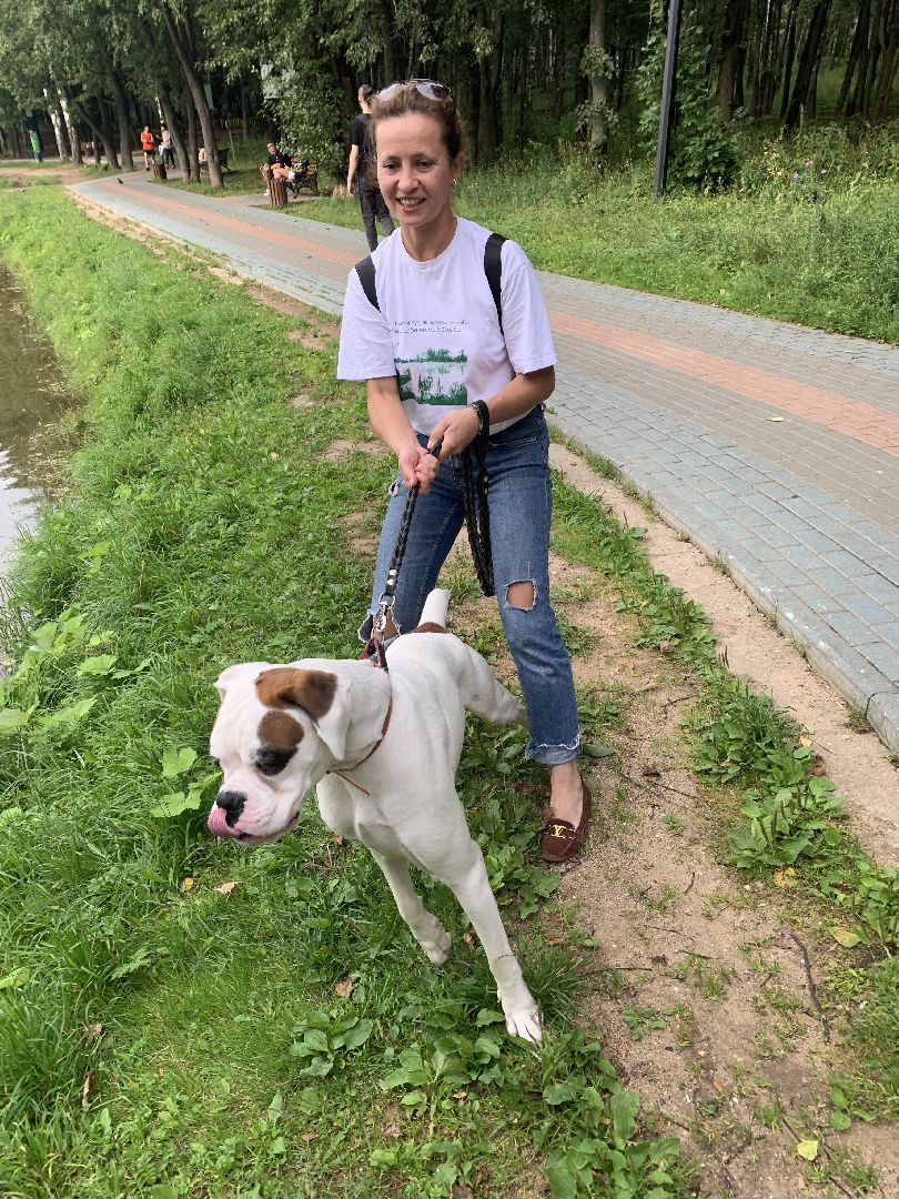 Собаки, Белаз, дрессировка, кинолог,немецкий боксер, Красногорск