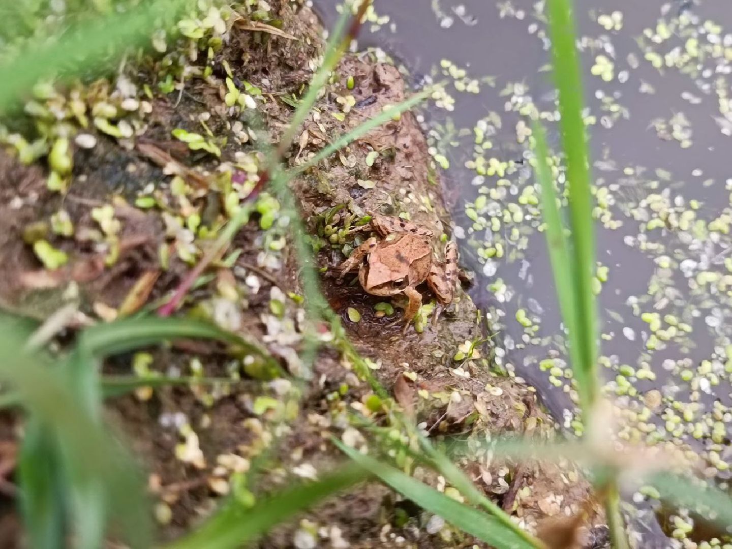 Можайск, Можайский городской округ, Подмосковье, 100 прудов и озёр, программа губернатора, губернатора, пруд, расчистка, жители, экология