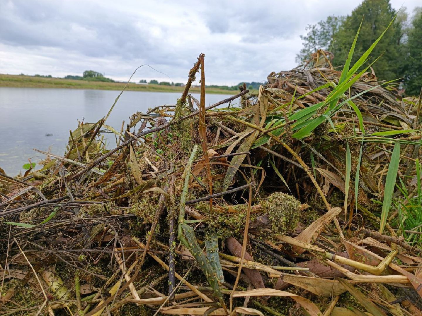 Можайск, Можайский городской округ, Подмосковье, 100 прудов и озёр, программа губернатора, губернатора, пруд, расчистка, жители, экология