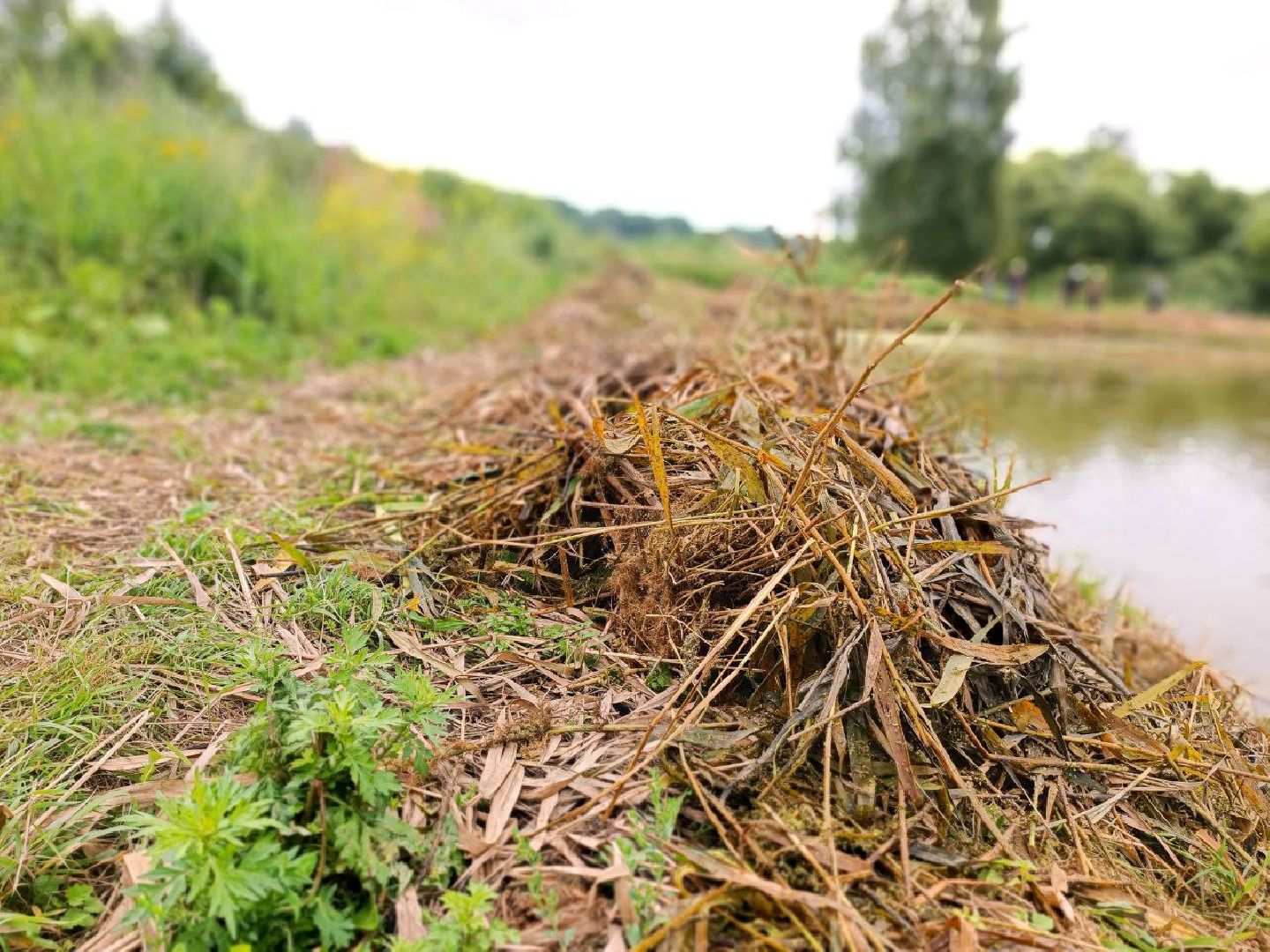 Можайск, Можайский городской округ, Подмосковье, 100 прудов и озёр, программа губернатора, губернатора, пруд, расчистка, жители, экология