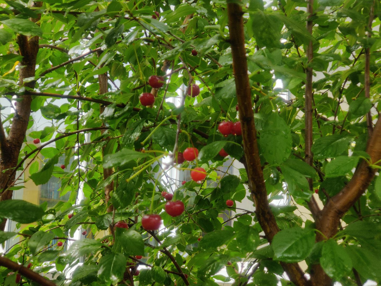 Красноармейск, Пушкинский, вишневый сад, библиотекари