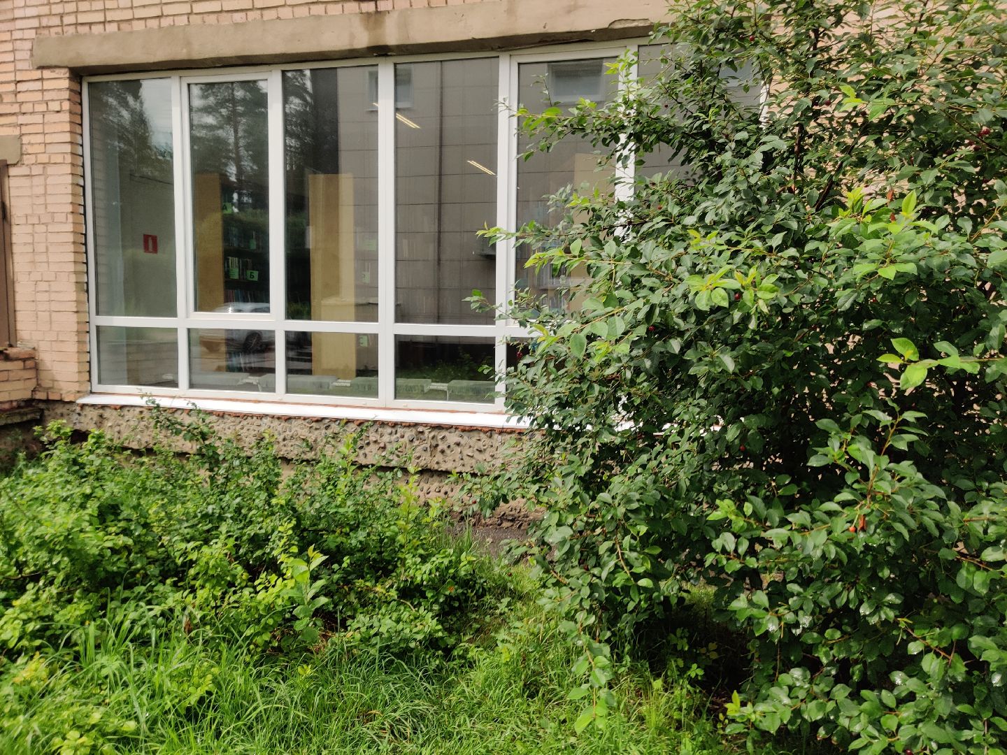 Красноармейск, Пушкинский, вишневый сад, библиотекари