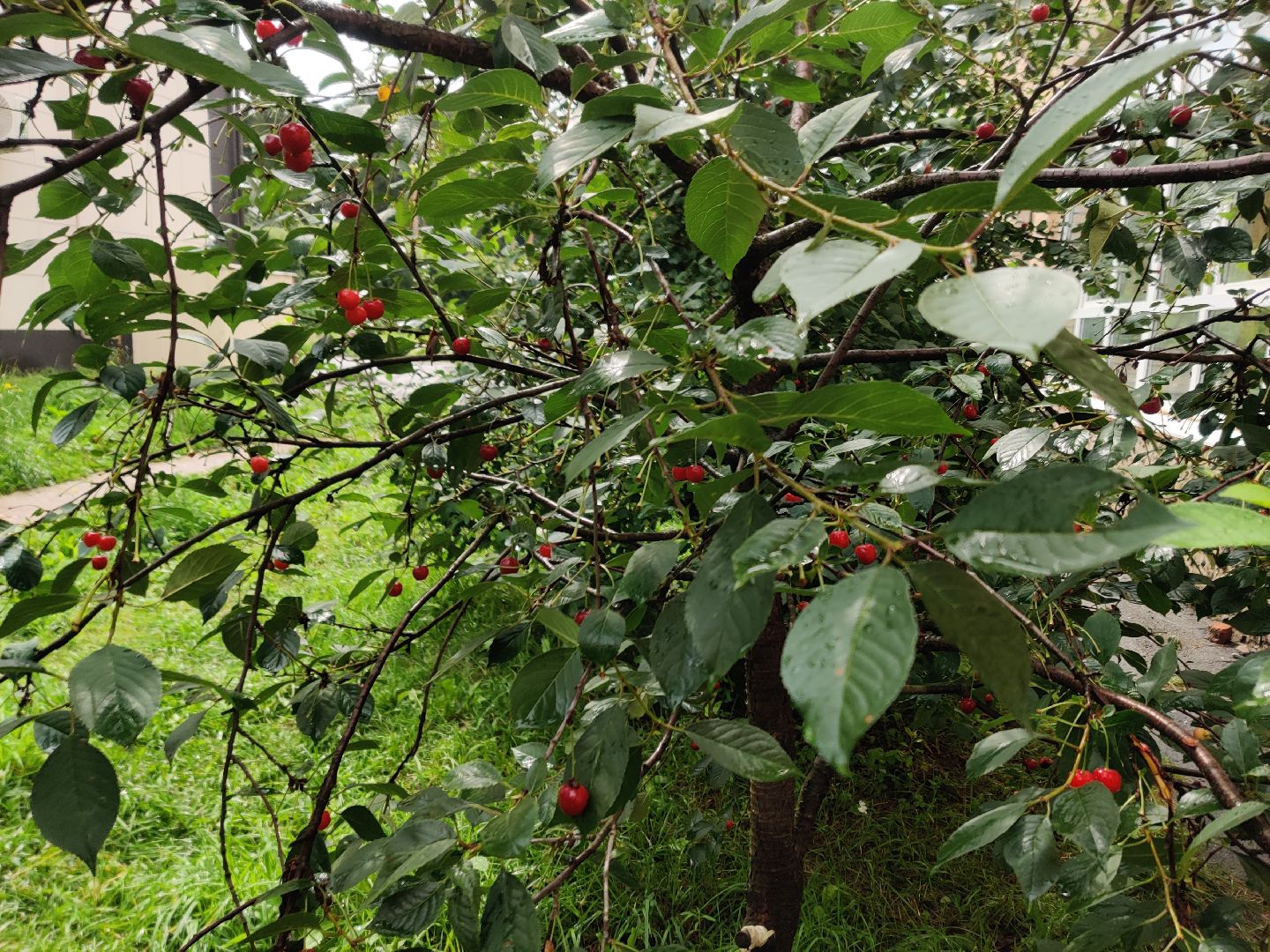 Красноармейск, Пушкинский, вишневый сад, библиотекари