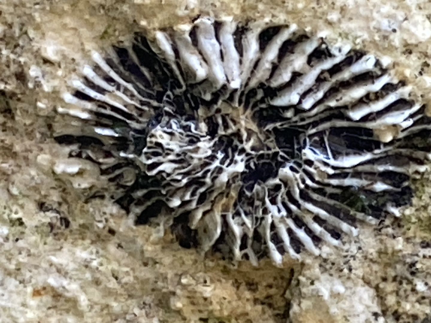 Домодедово, надгробная плита, старорусские обычаи, экспонат, музей, артефакт