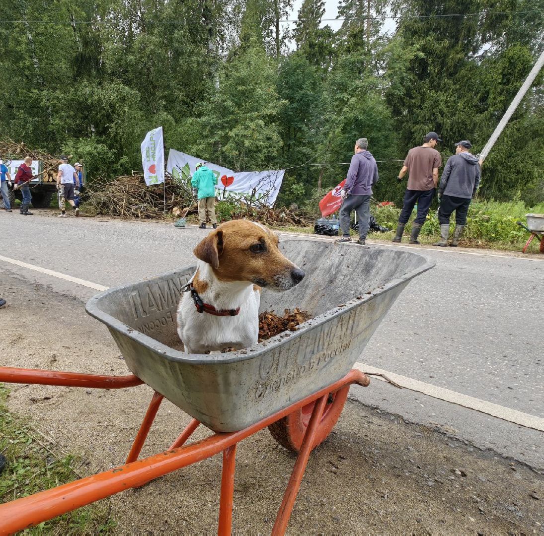Солнечногорск, субботник, лес, акция, жители