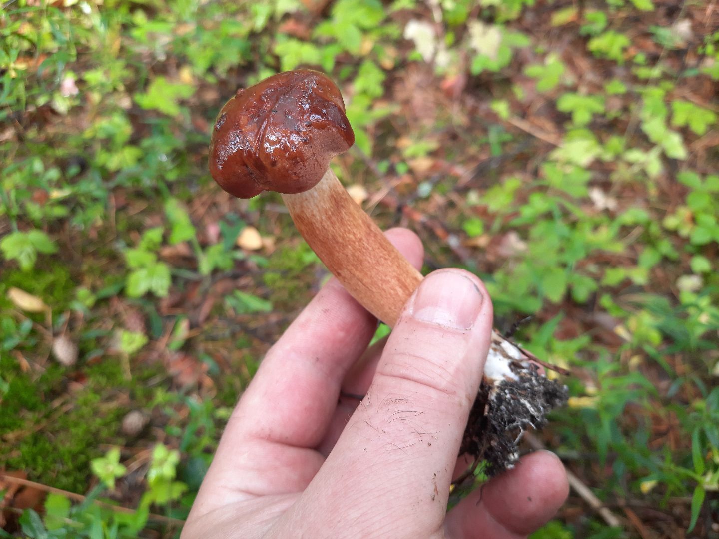 городской округ Шатура, грибы, отравление, сезон тихой охоты, тихая охота, сбор грибов, чем опасны грибы,