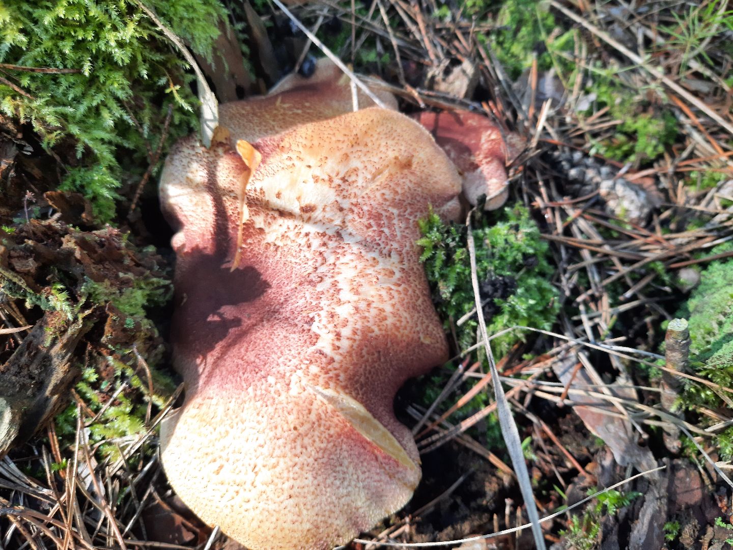 городской округ Шатура, грибы, отравление, сезон тихой охоты, тихая охота, сбор грибов, чем опасны грибы,