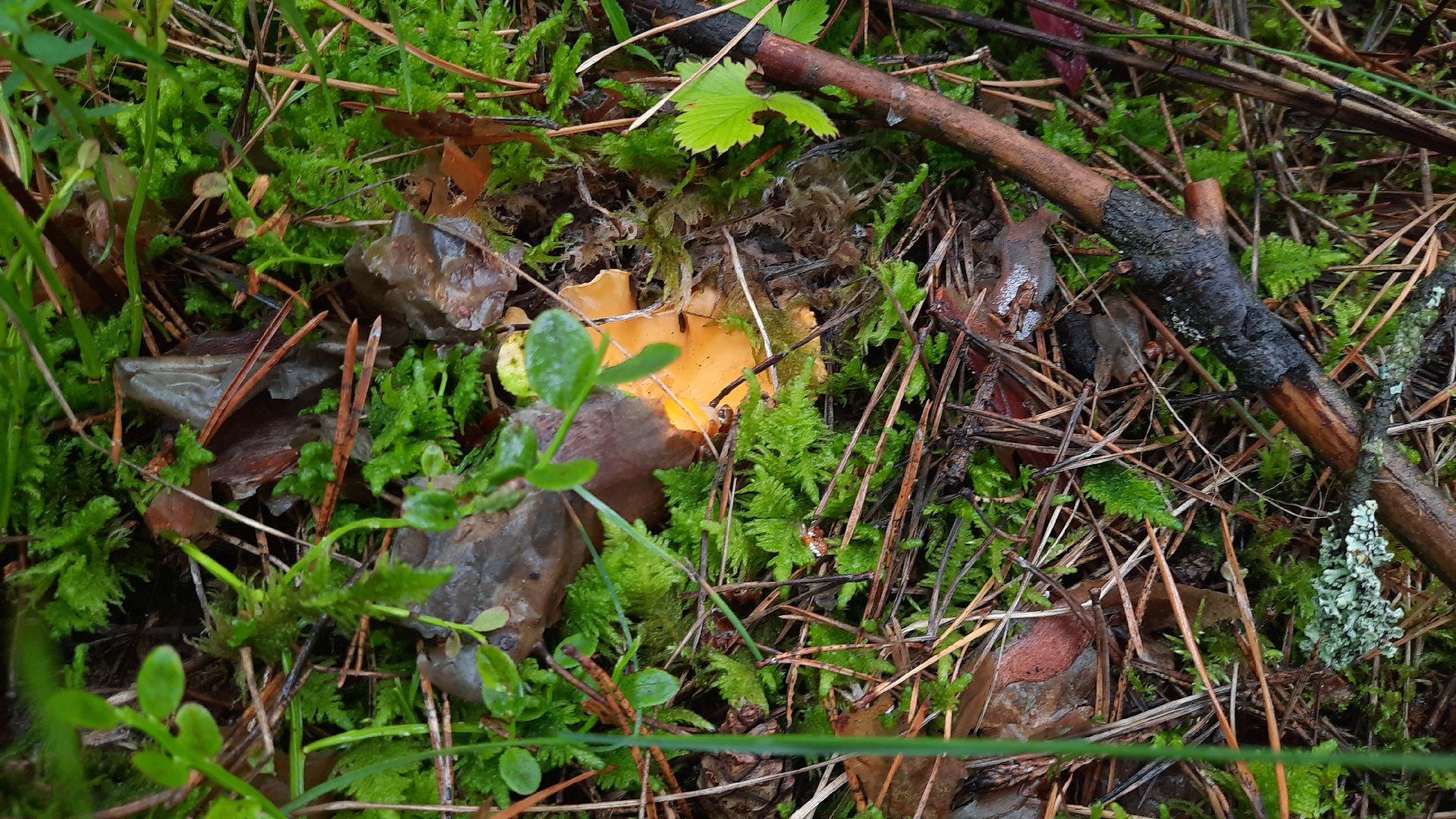 городской округ Шатура, грибы, отравление, сезон тихой охоты, тихая охота, сбор грибов, чем опасны грибы,