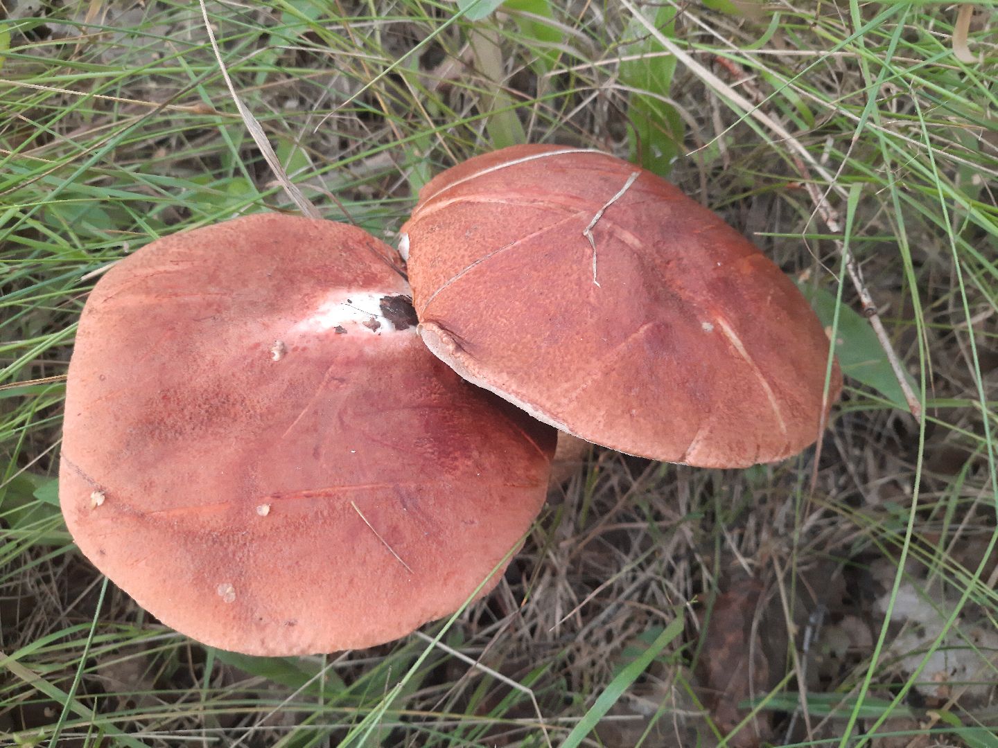 городской округ Шатура, грибы, отравление, сезон тихой охоты, тихая охота, сбор грибов, чем опасны грибы,