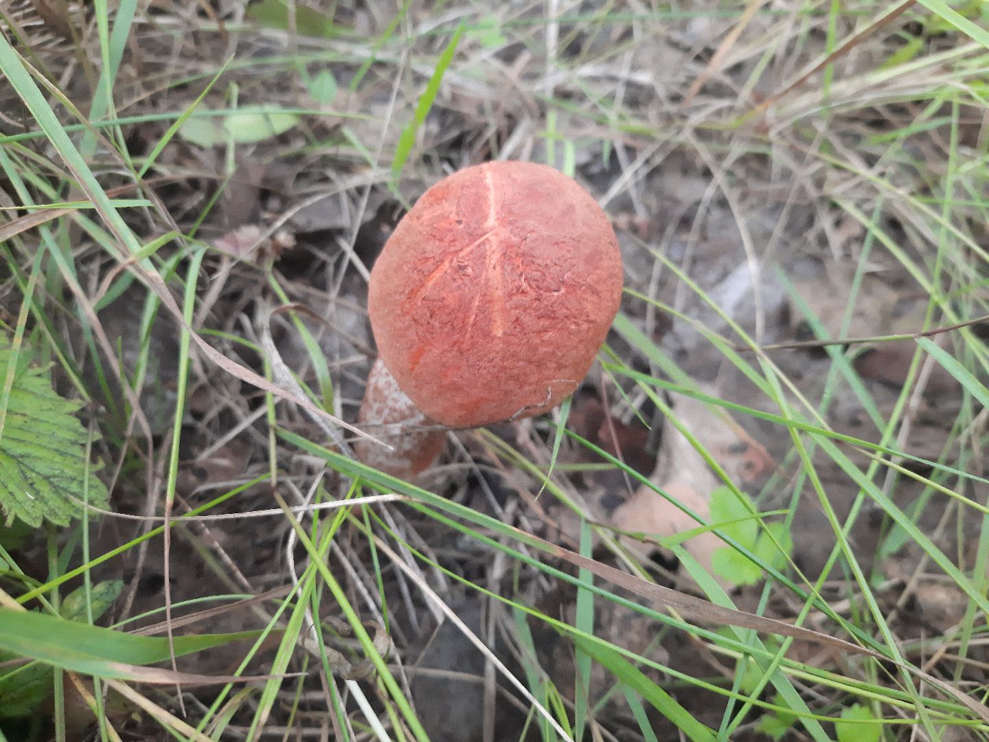 городской округ Шатура, грибы, отравление, сезон тихой охоты, тихая охота, сбор грибов, чем опасны грибы,