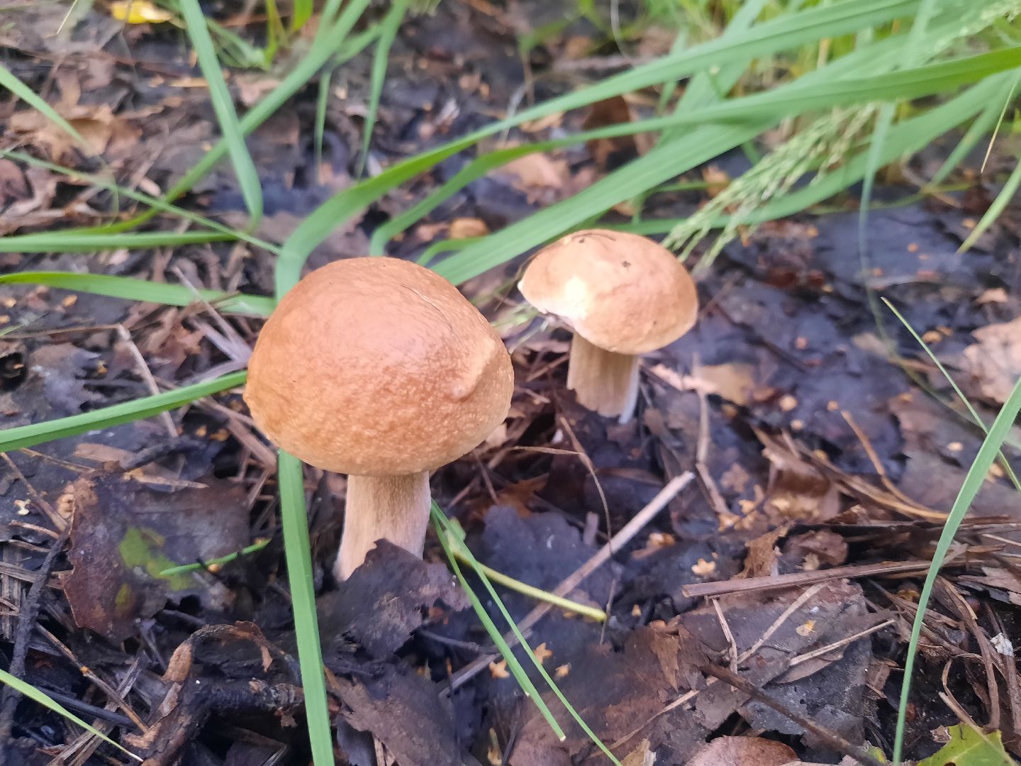 городской округ Шатура, грибы, отравление, сезон тихой охоты, тихая охота, сбор грибов, чем опасны грибы,