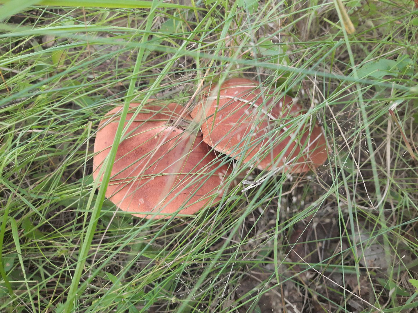 городской округ Шатура, грибы, отравление, сезон тихой охоты, тихая охота, сбор грибов, чем опасны грибы,