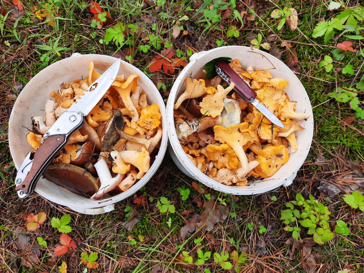 городской округ Шатура, грибы, отравление, сезон тихой охоты, тихая охота, сбор грибов, чем опасны грибы,
