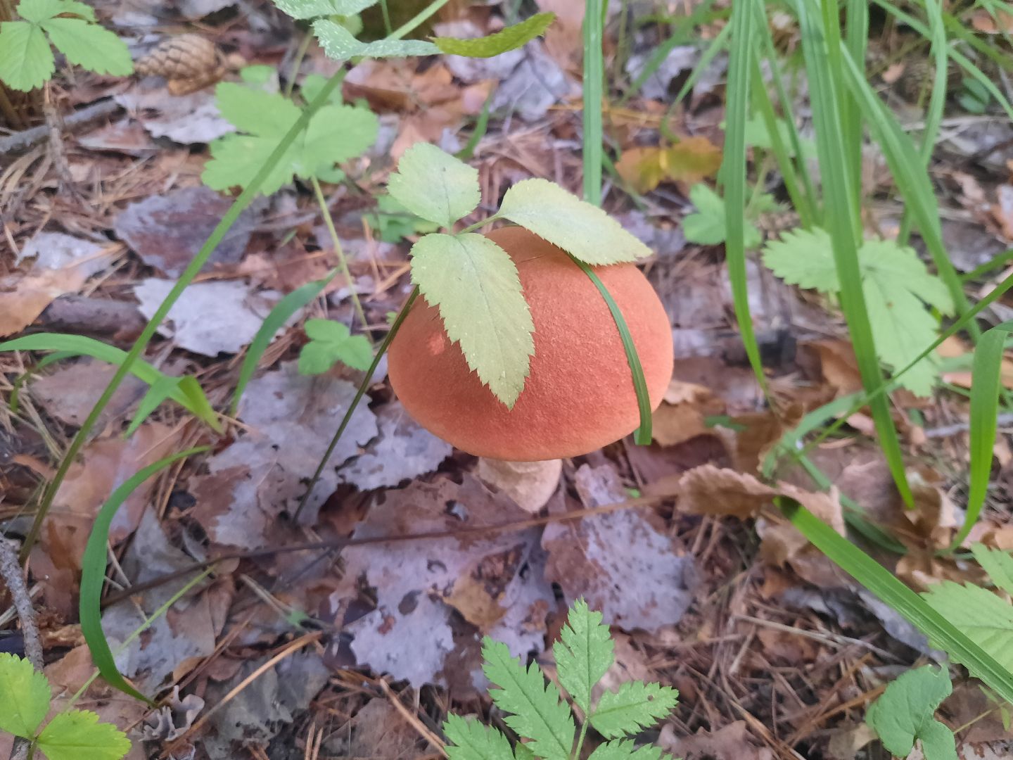 городской округ Шатура, грибы, отравление, сезон тихой охоты, тихая охота, сбор грибов, чем опасны грибы,
