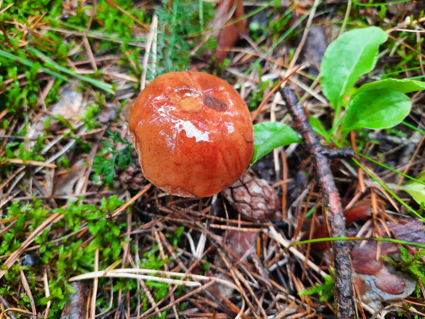 городской округ Шатура, грибы, отравление, сезон тихой охоты, тихая охота, сбор грибов, чем опасны грибы,