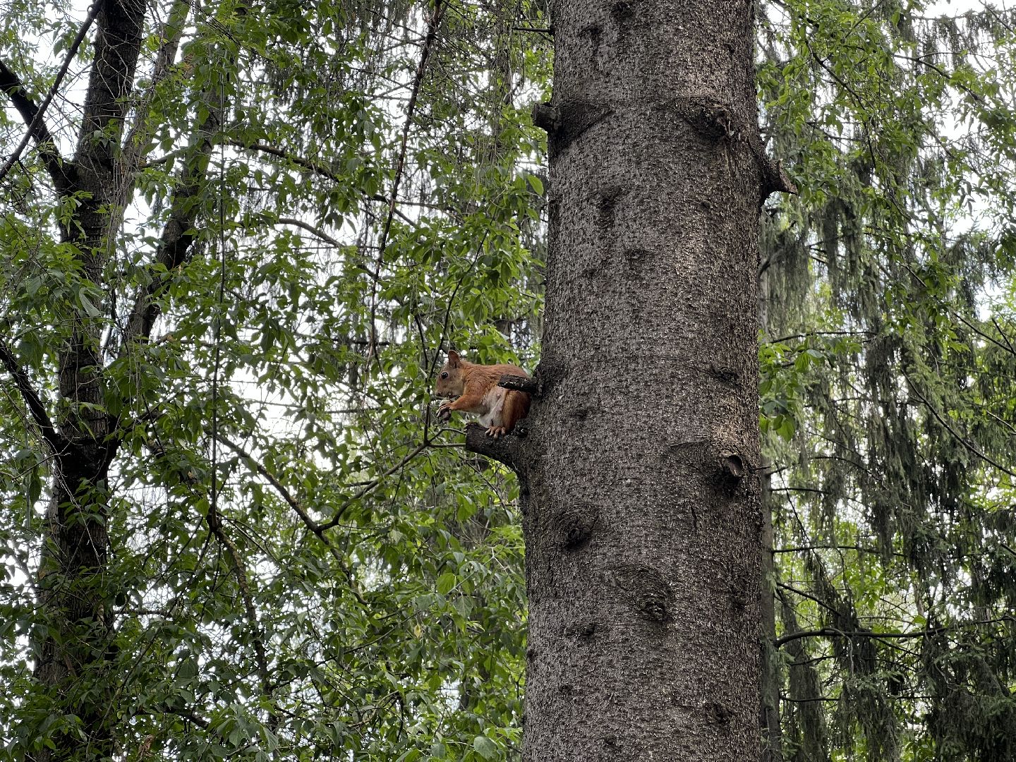 Химки, экология, экологический проект, природа