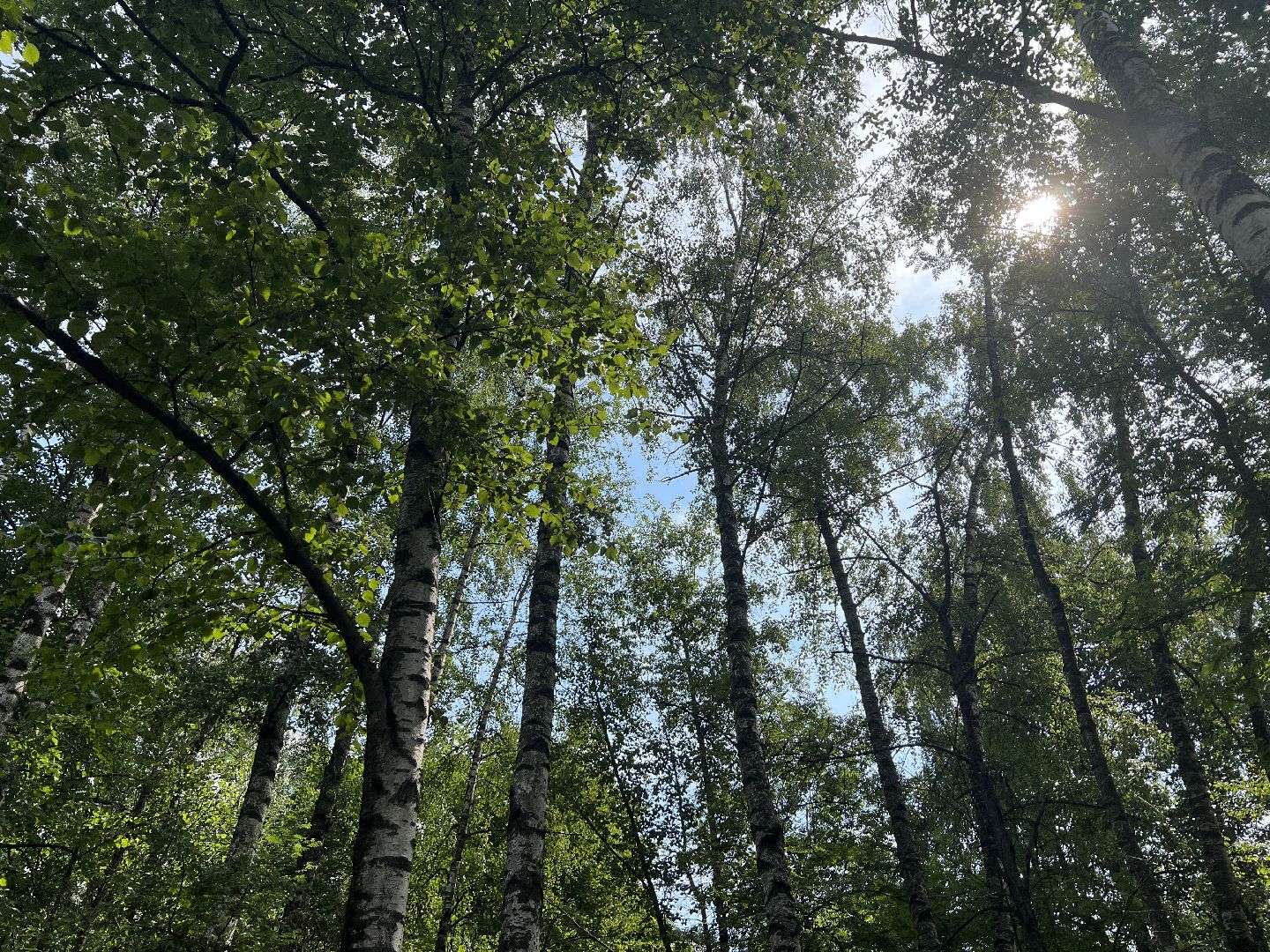 Химки, экология, экологический проект, природа