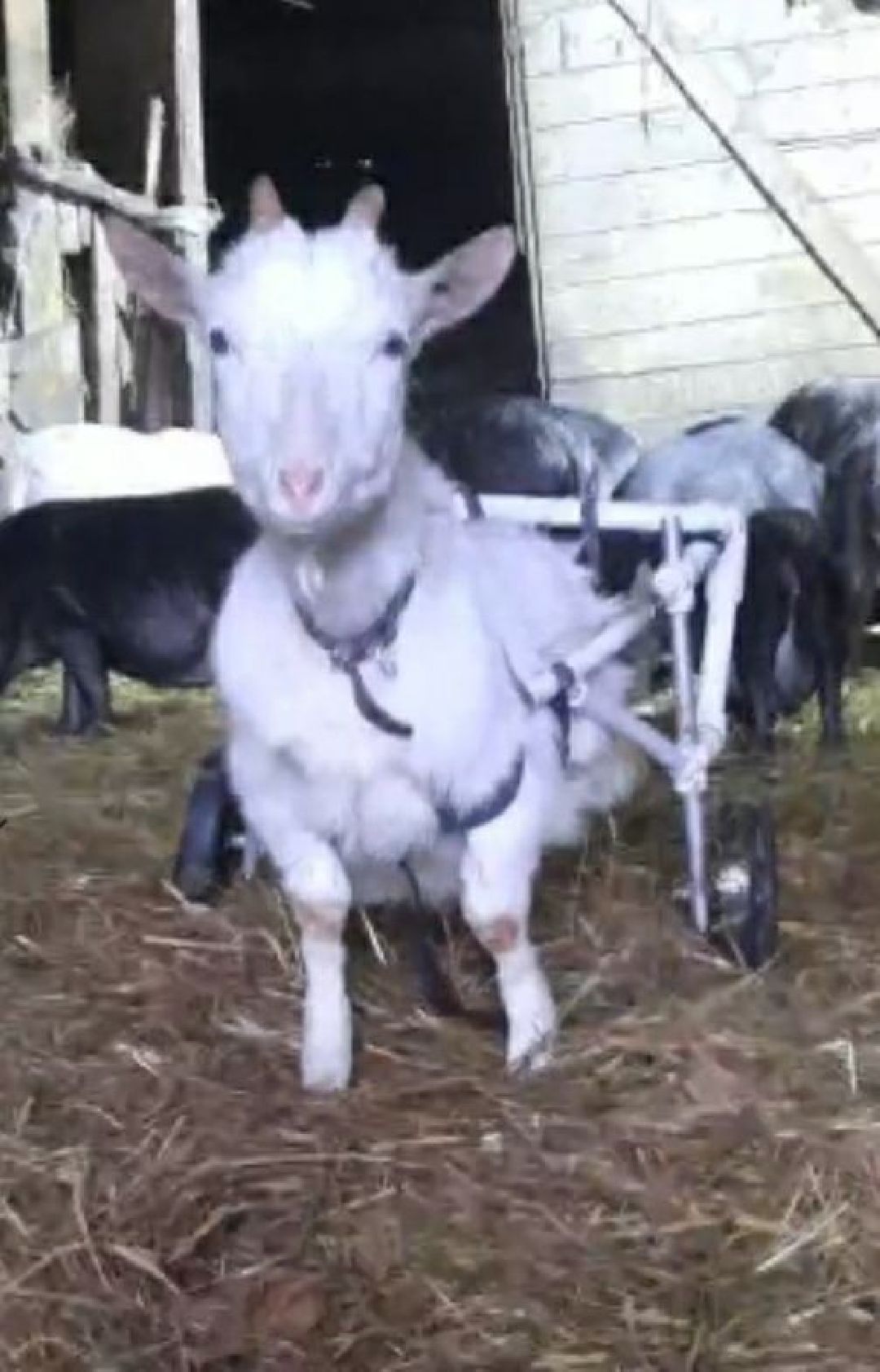 Серпухов, люди