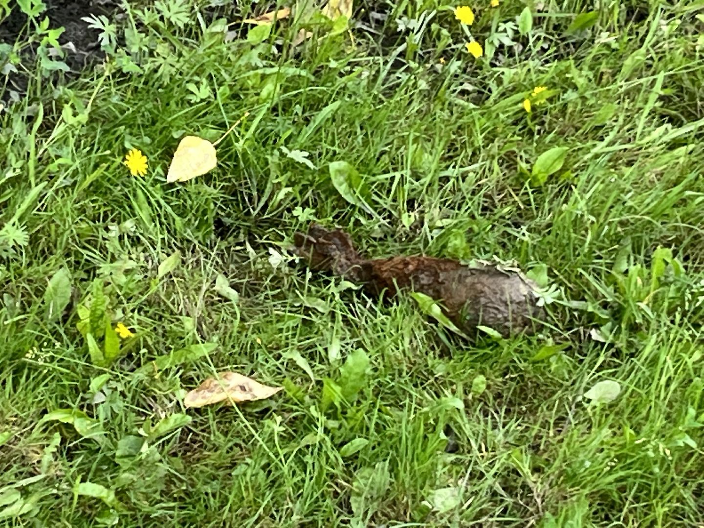 Наро-Фоминск, эхо войны, снаряд, Великая Отечественная война