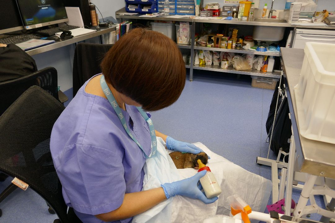 Подольск, волонтеры