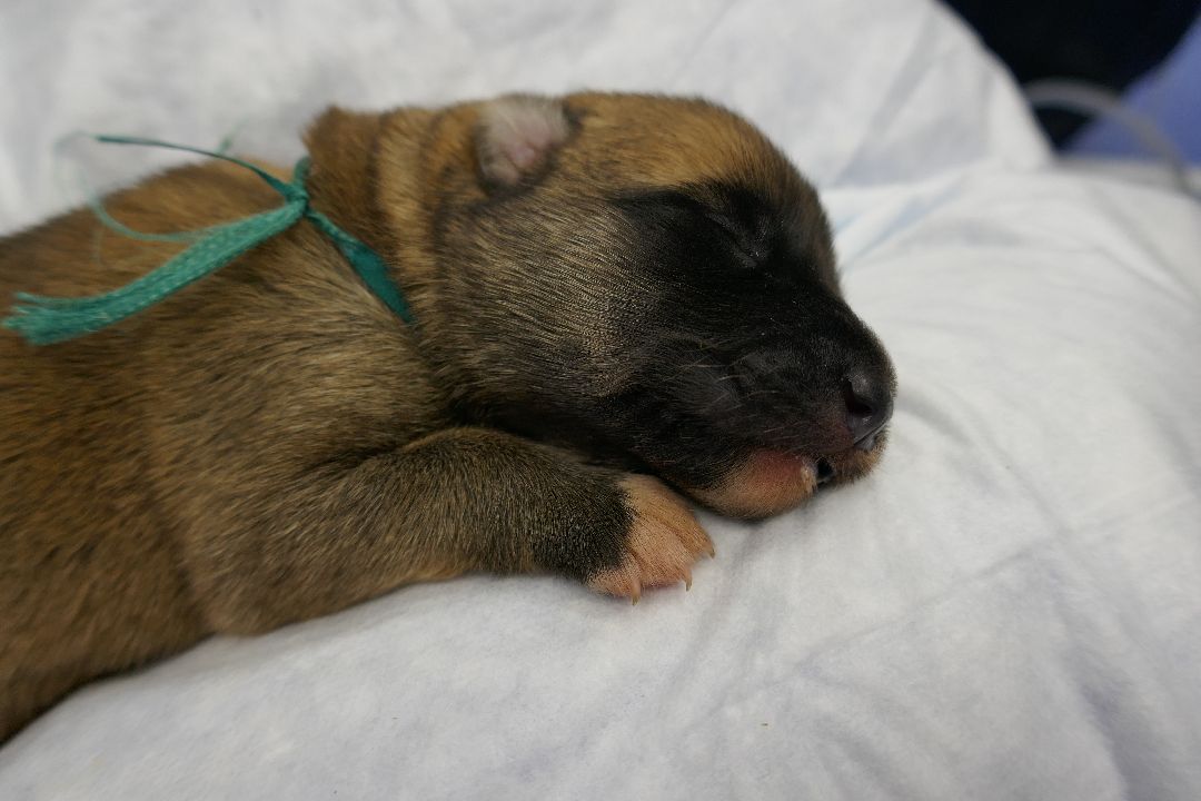 Подольск, волонтеры