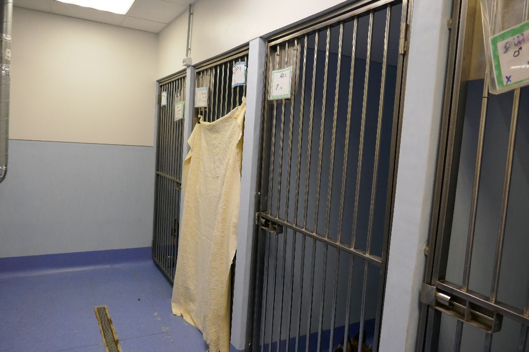 Подольск, волонтеры