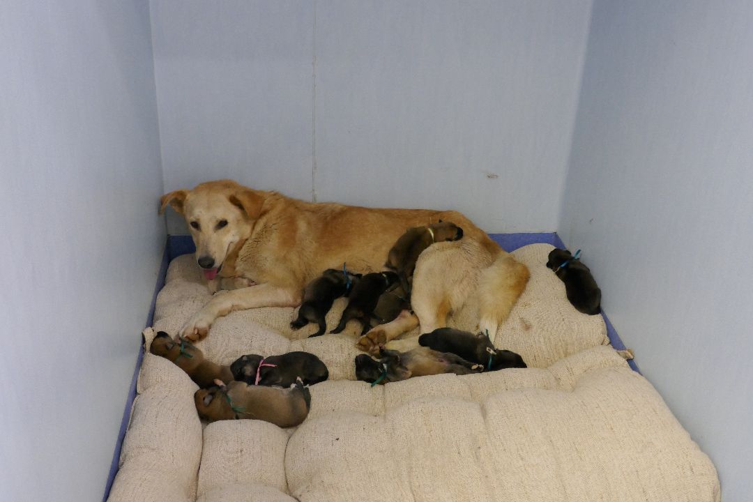 Подольск, волонтеры