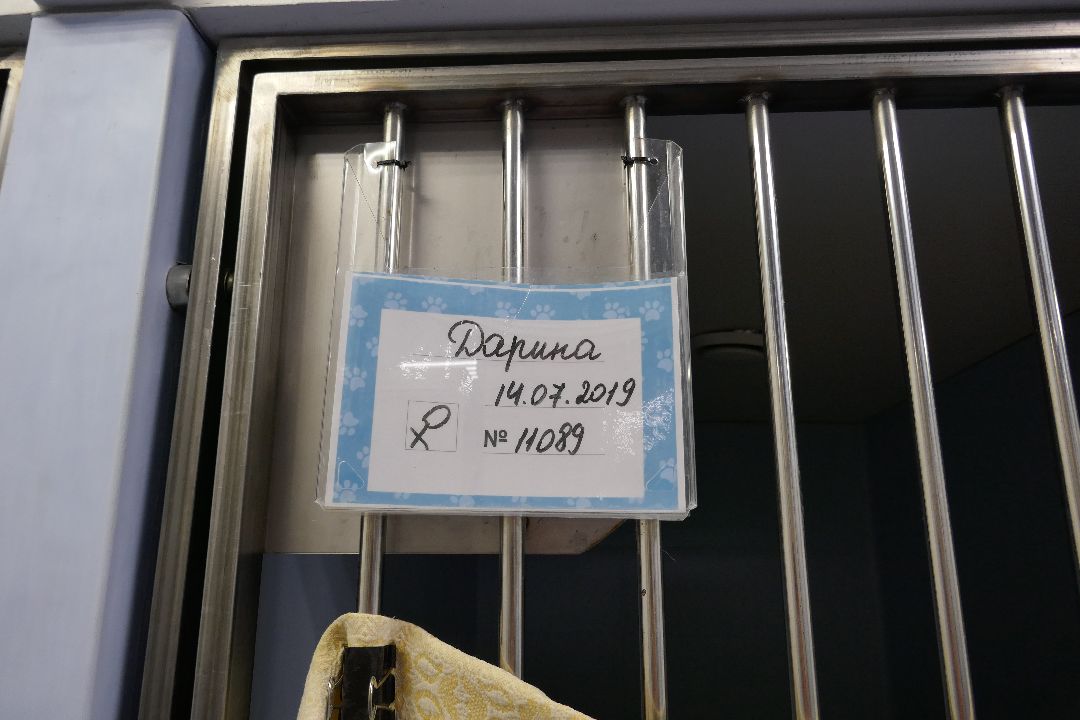 Подольск, волонтеры