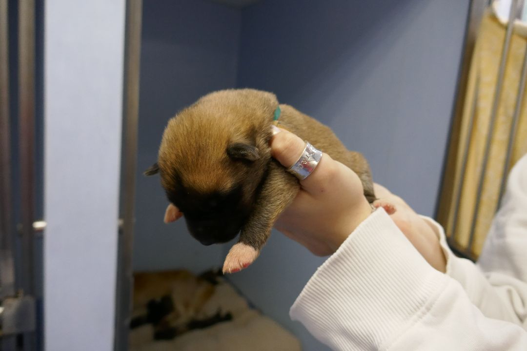 Подольск, волонтеры