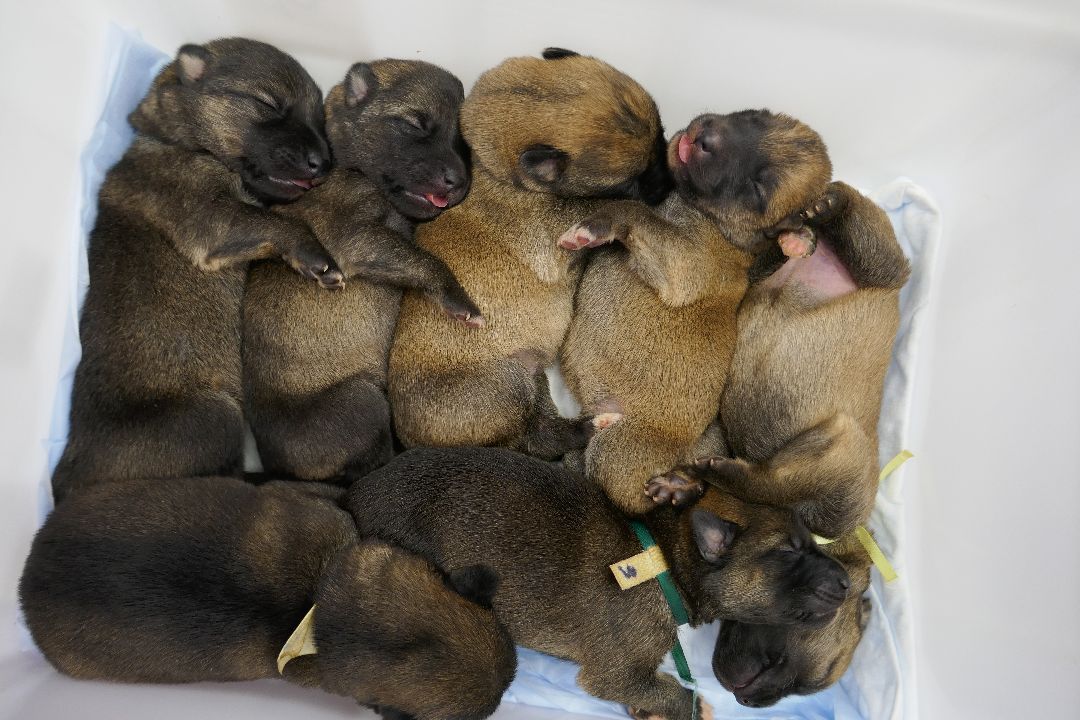 Подольск, волонтеры