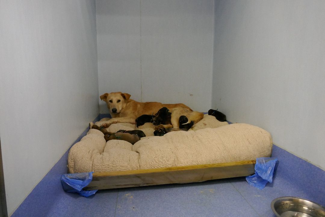 Подольск, волонтеры