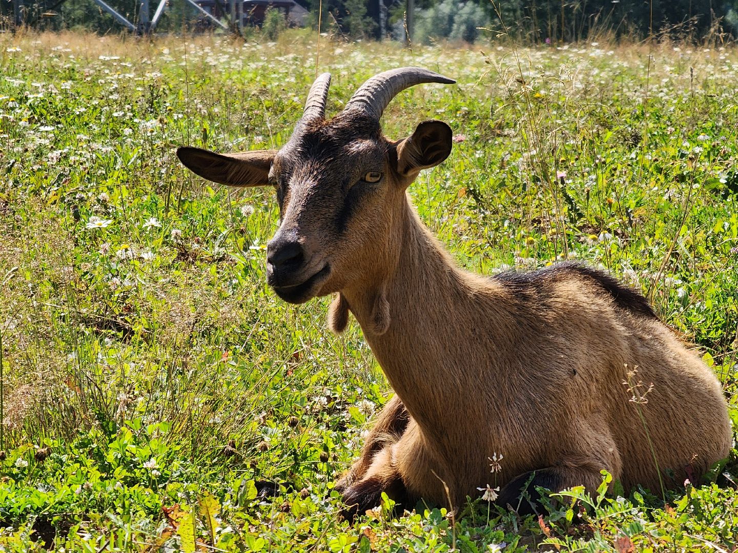 Одинцово, Зайцево, сельское хозяйство, молоко, ферма,