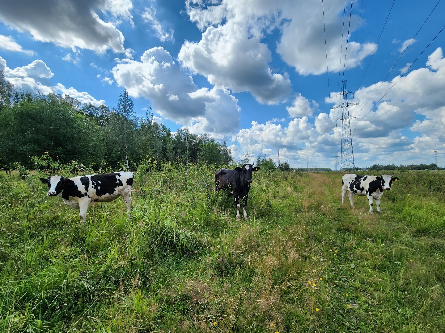 Одинцово, Зайцево, сельское хозяйство, молоко, ферма,