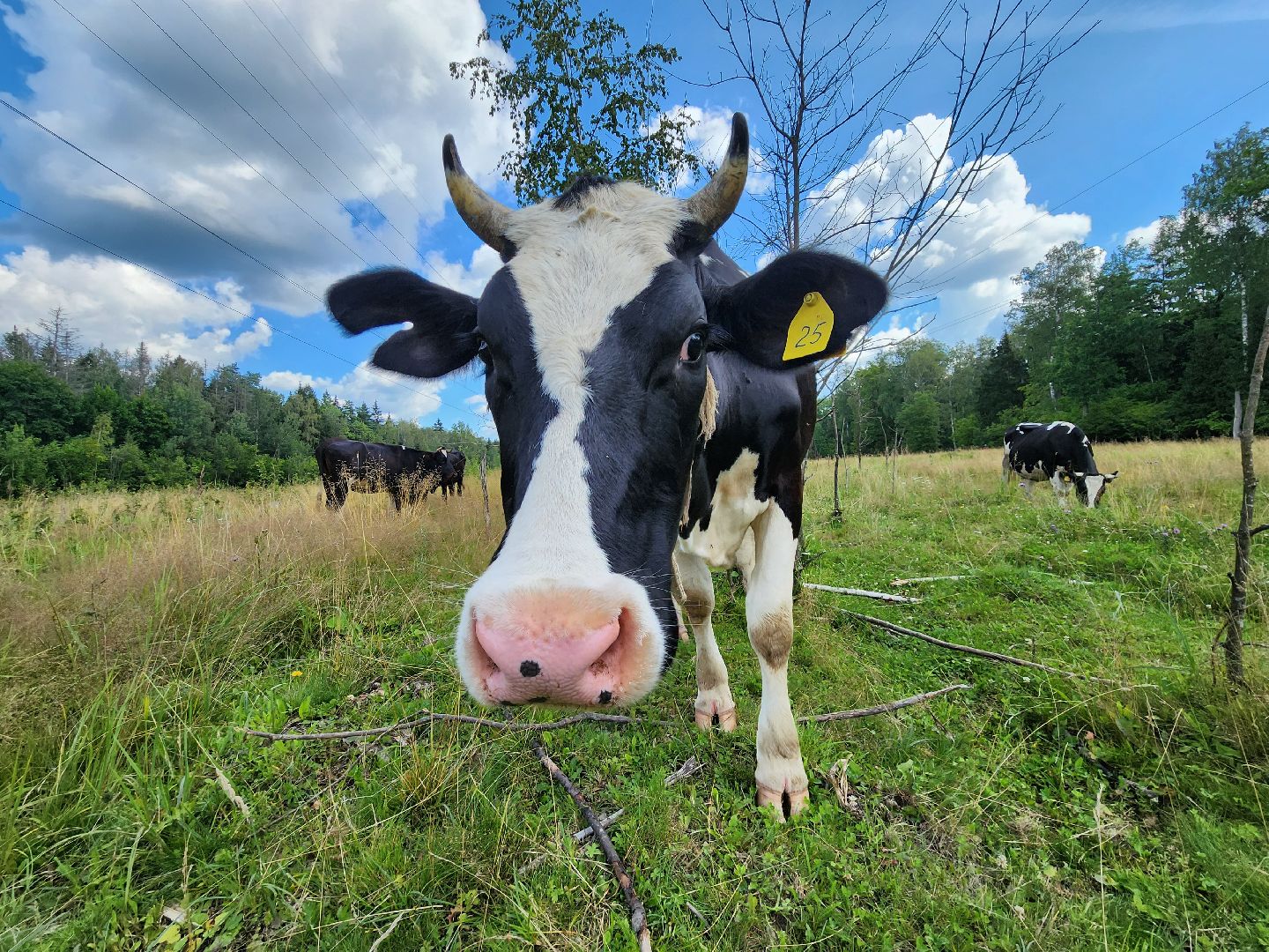 Одинцово, Зайцево, сельское хозяйство, молоко, ферма,