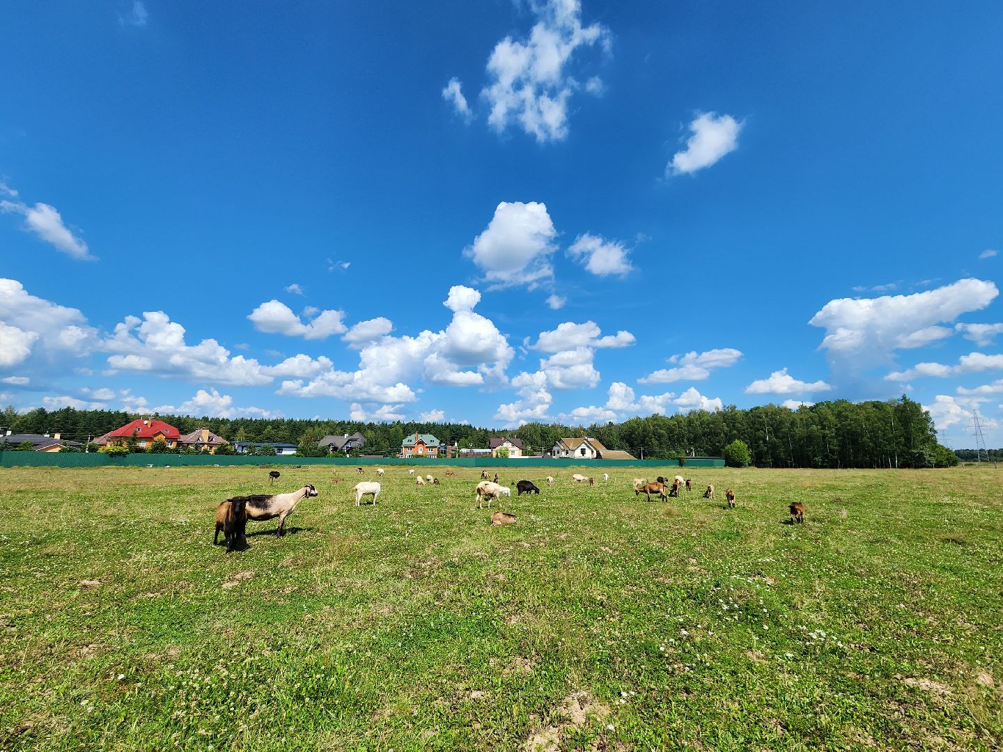 Одинцово, Зайцево, сельское хозяйство, молоко, ферма,