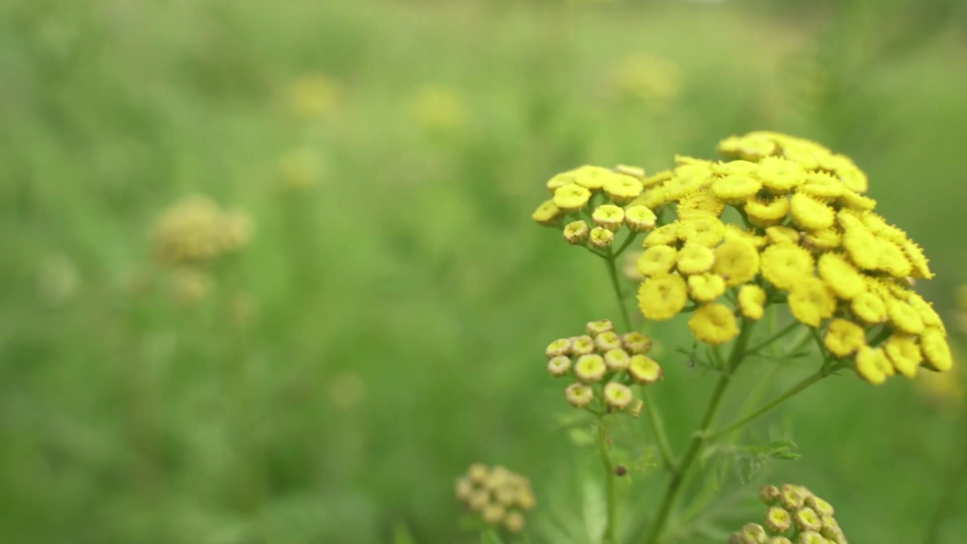 Реутов, песня, патриотизм, певица, Екатерина Марулина, Россия