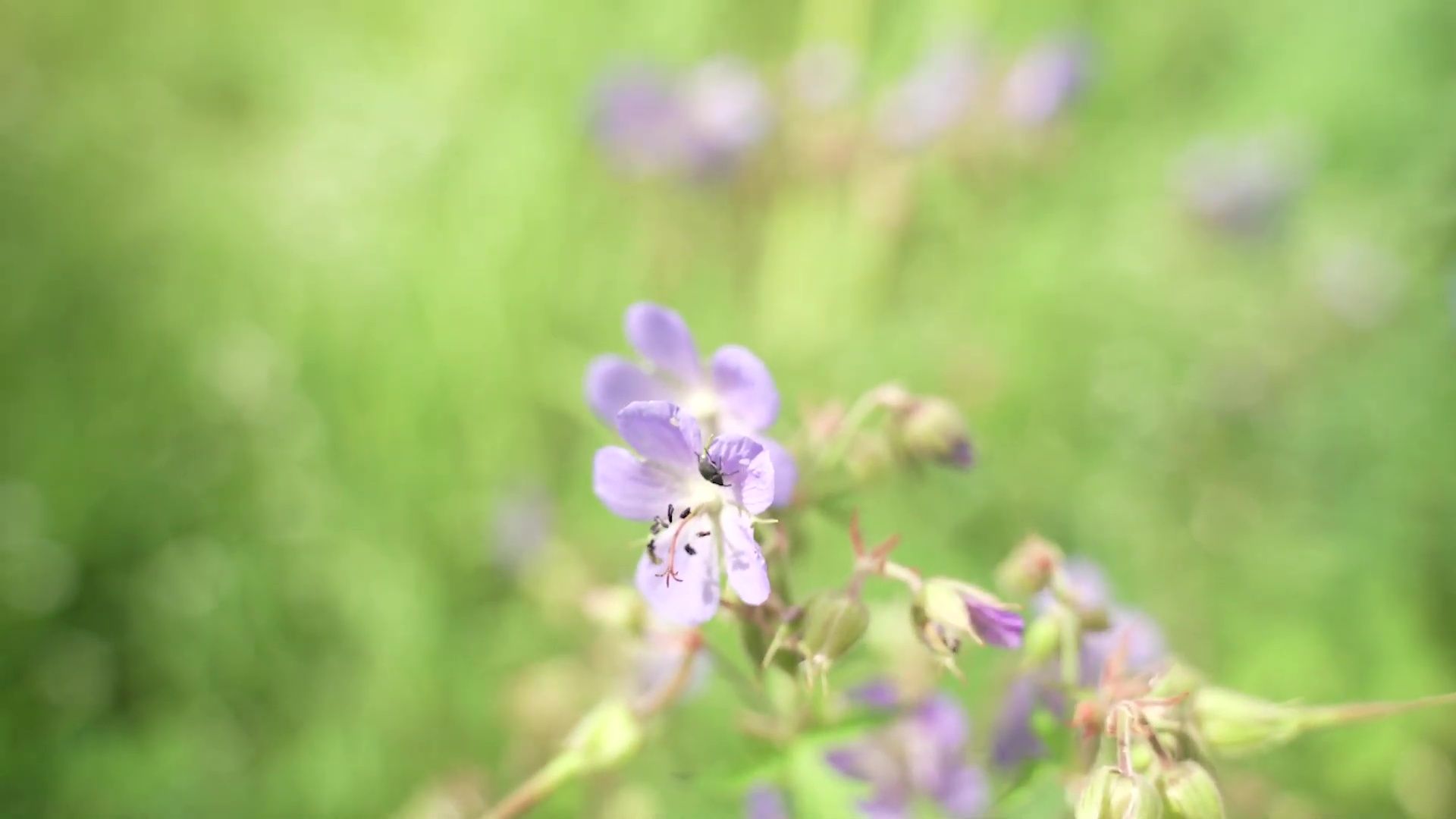 Реутов, песня, патриотизм, певица, Екатерина Марулина, Россия