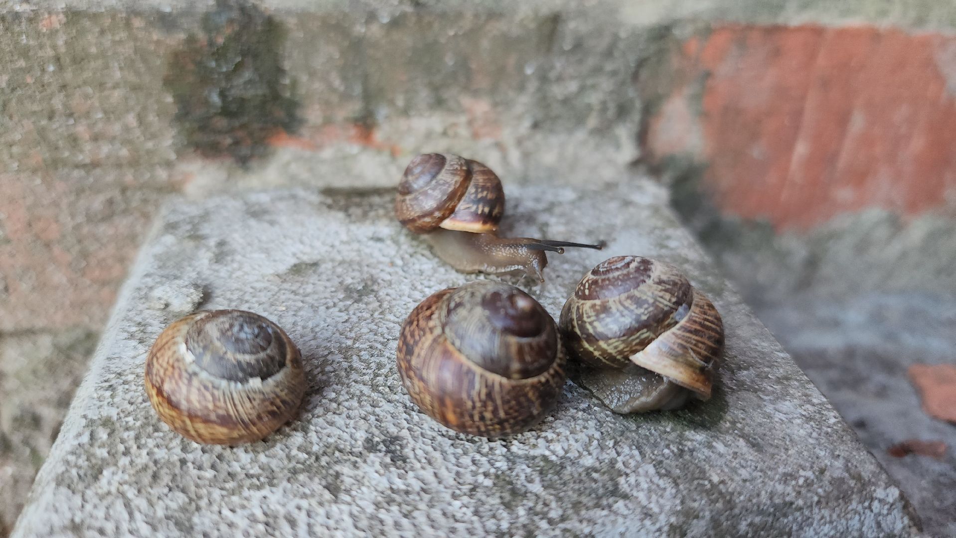 Пушкино, Пушкинский округ, улитки, садоводы, природа, экология, общество