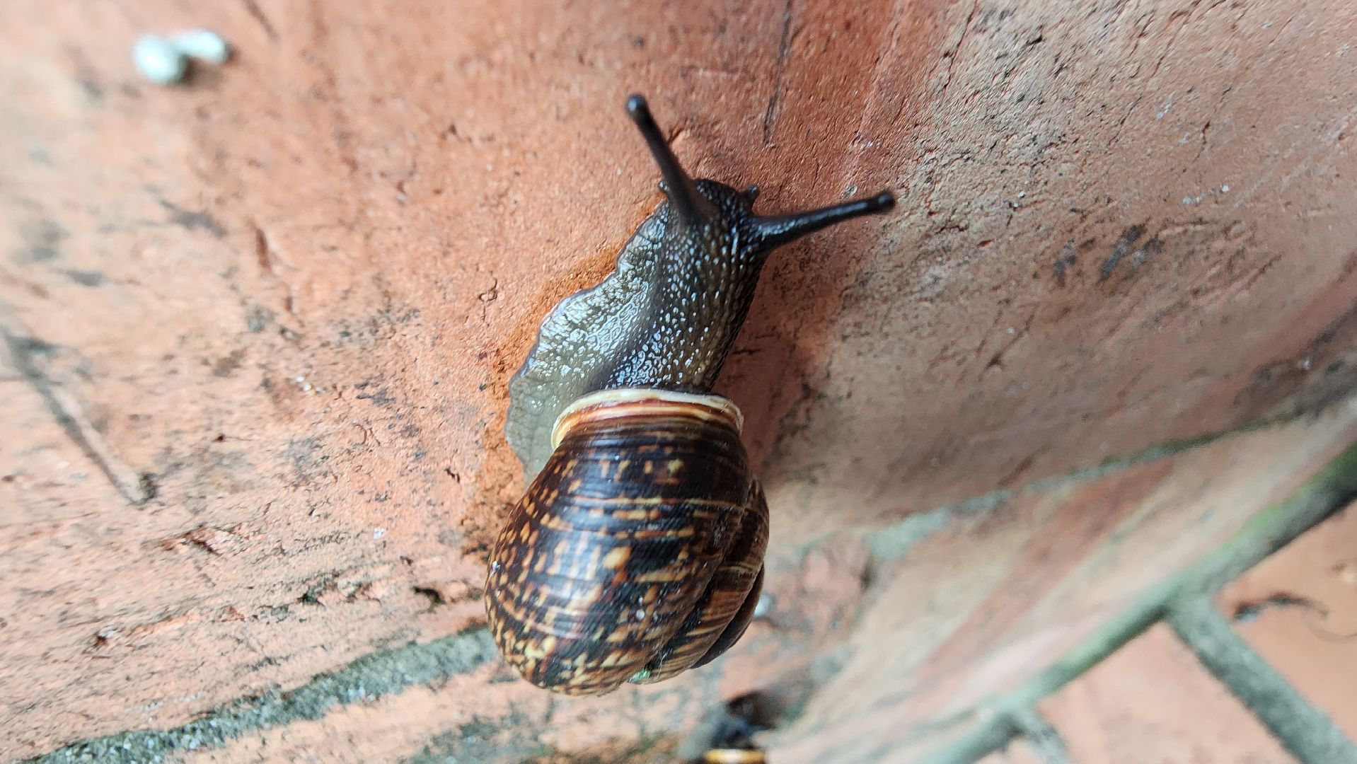 Пушкино, Пушкинский округ, улитки, садоводы, природа, экология, общество