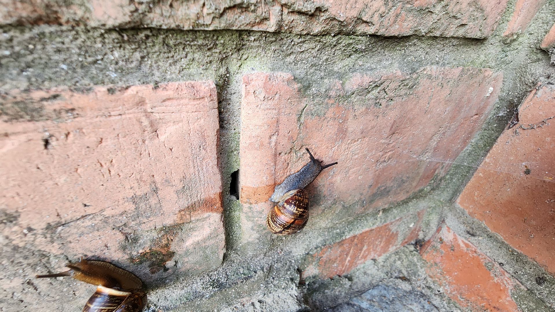 Пушкино, Пушкинский округ, улитки, садоводы, природа, экология, общество