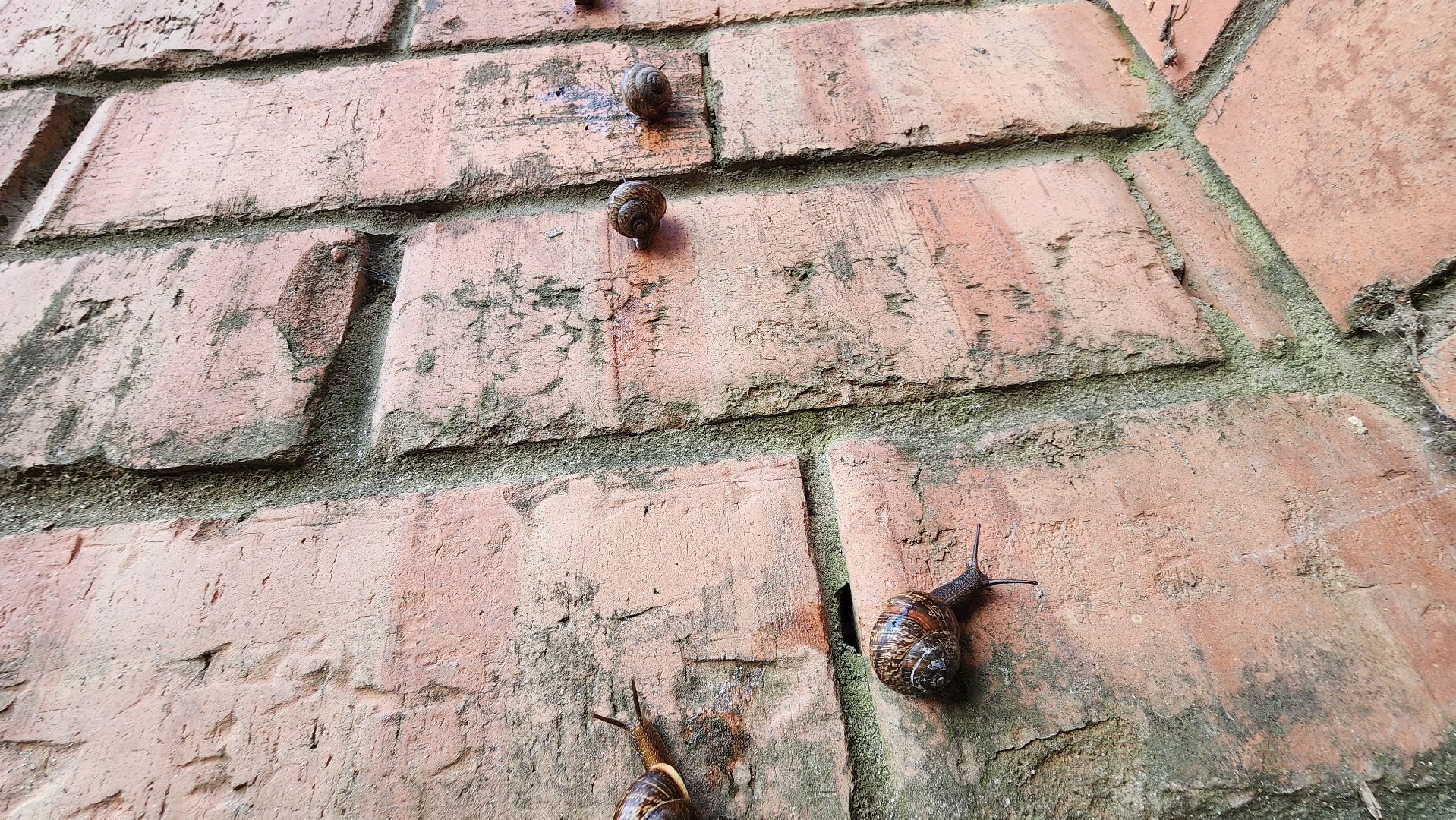 Пушкино, Пушкинский округ, улитки, садоводы, природа, экология, общество