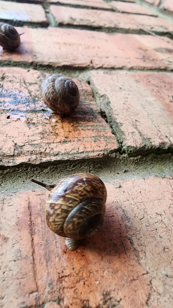 Пушкино, Пушкинский округ, улитки, садоводы, природа, экология, общество