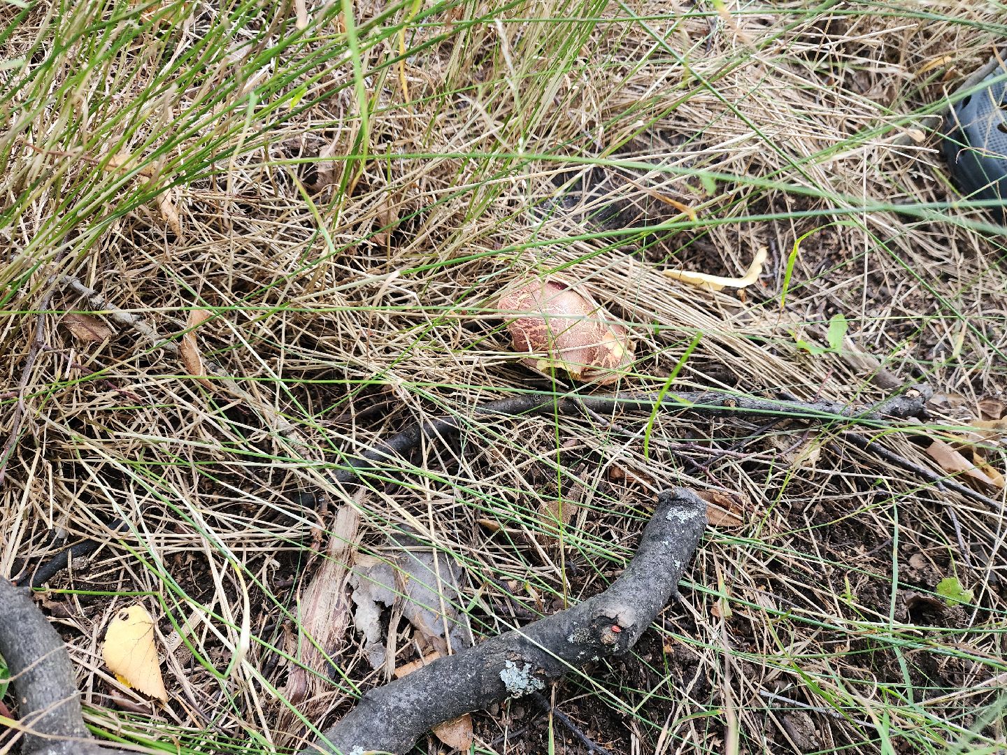 лето в подмосковье, знаменитости, дождь