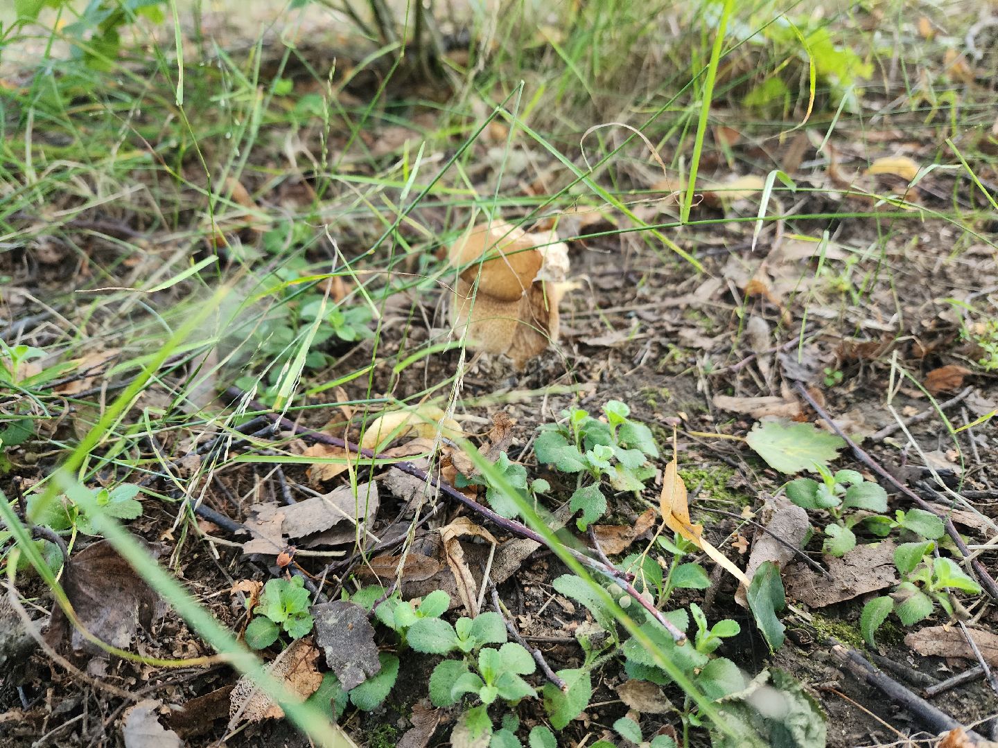 лето в подмосковье, знаменитости, дождь
