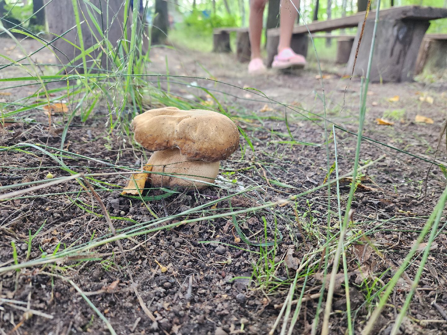 лето в подмосковье, знаменитости, дождь