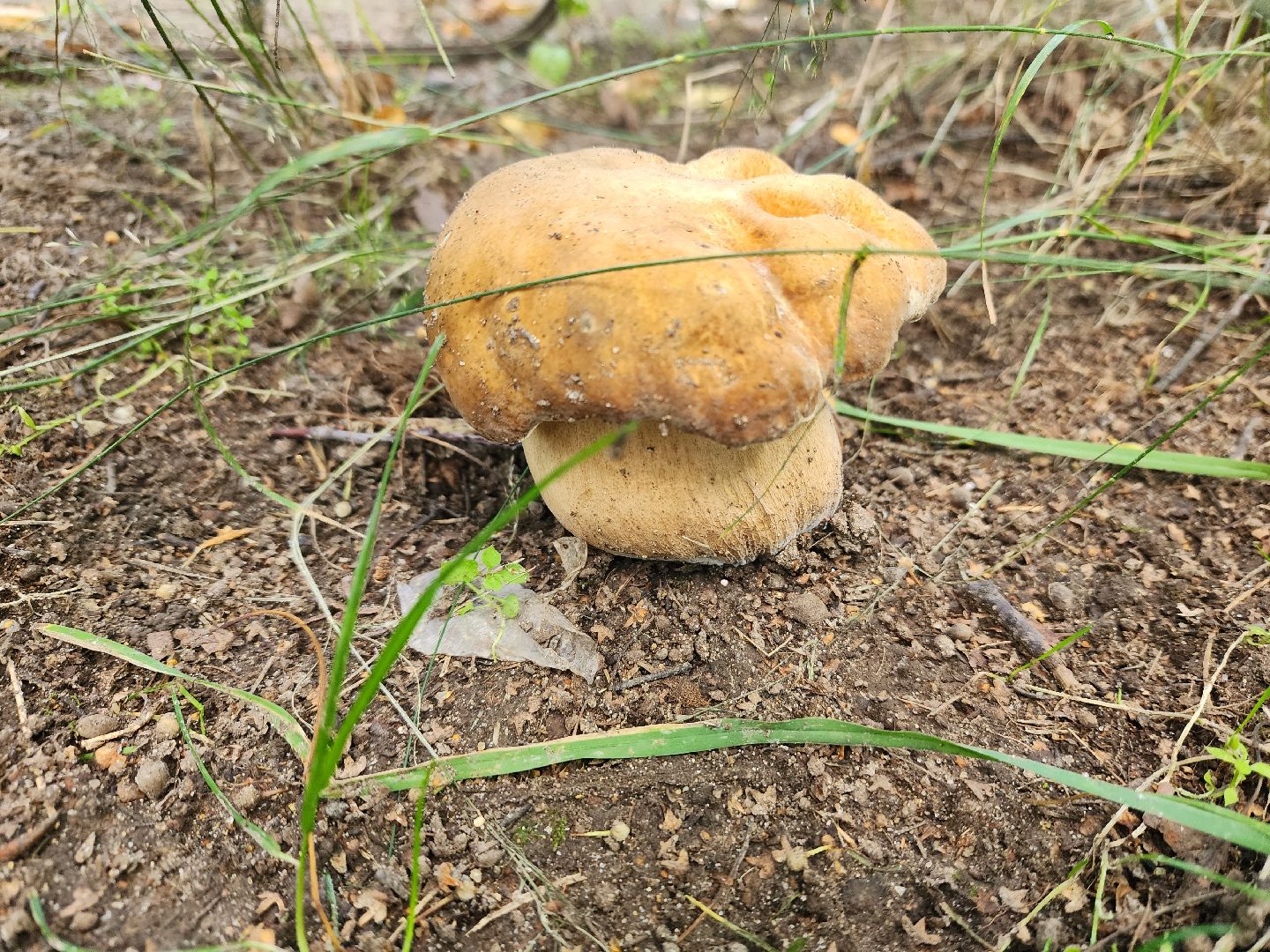 лето в подмосковье, знаменитости, дождь