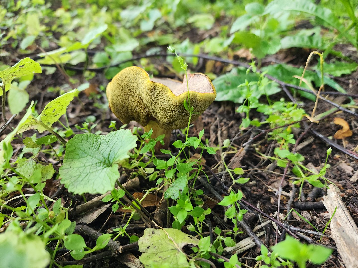 лето в подмосковье, знаменитости, дождь