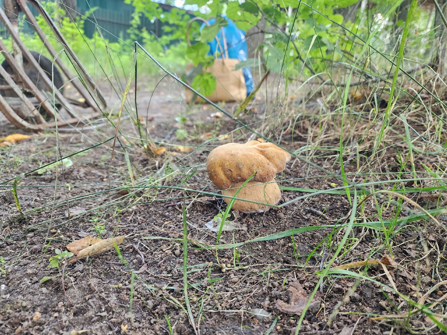 лето в подмосковье, знаменитости, дождь