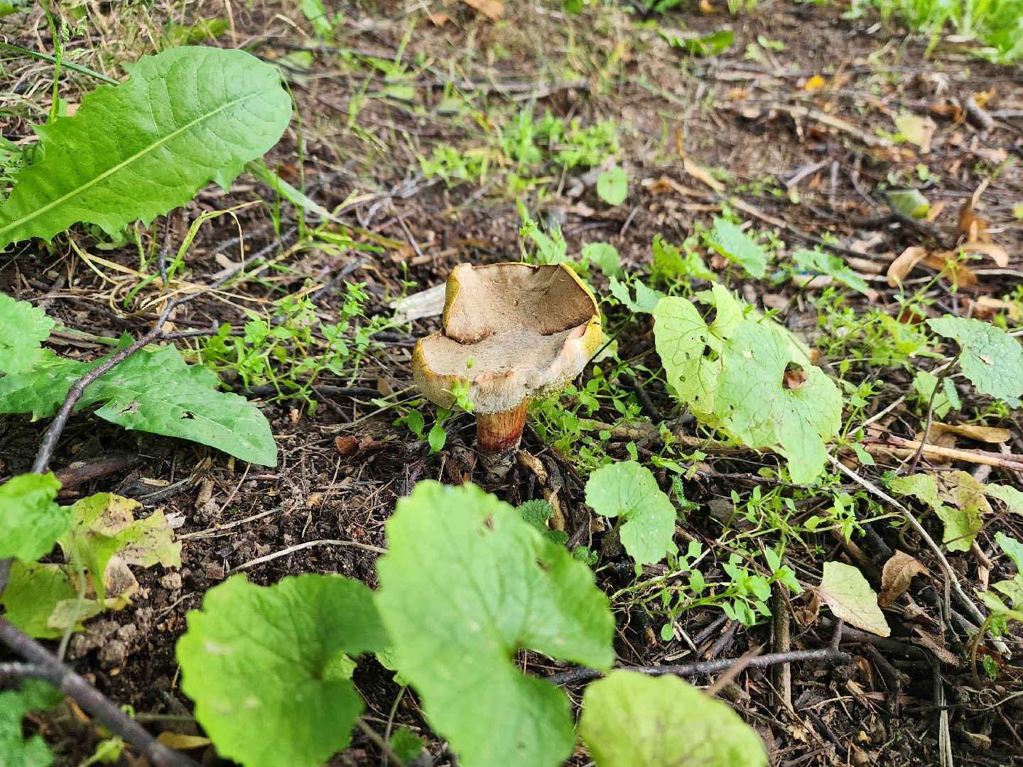 лето в подмосковье, знаменитости, дождь